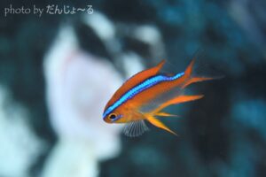 オレンジダムゼル幼魚