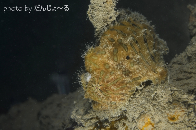 ボンボリカエルアンコウYg