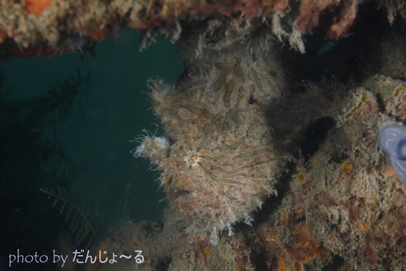 ボンボリカエルアンコウYg