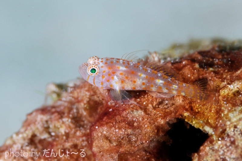 プトラピグミーゴビー