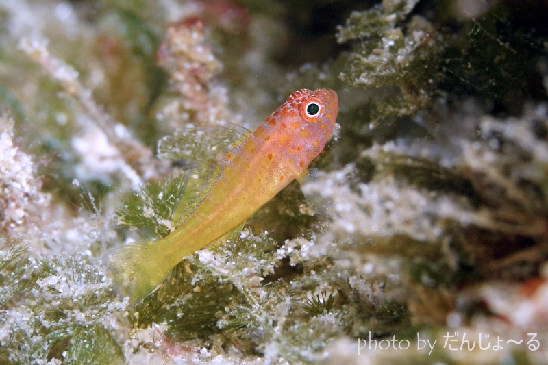 シリウスベニハゼ？