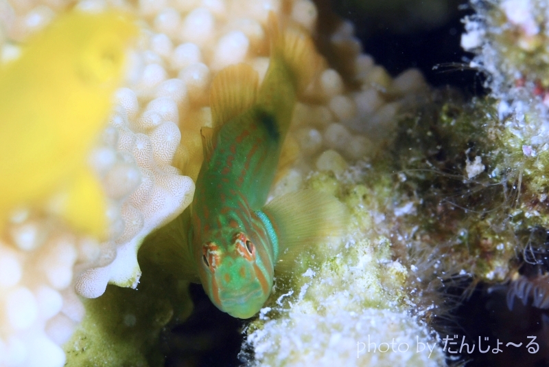 ベニサシコバンハゼ