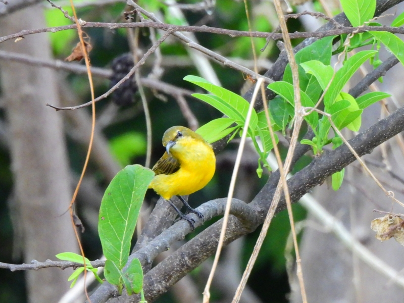 キバラタイヨウチョウ雌
