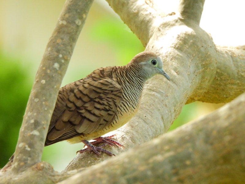 チョウショウバト
