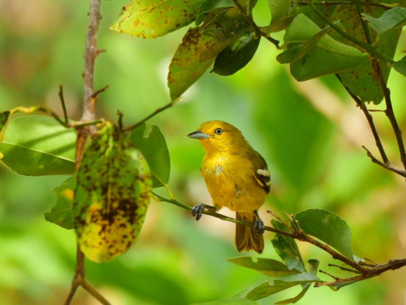 ヒメコノハドリ