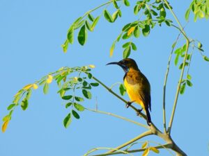 キバラタイヨウチョウ雄