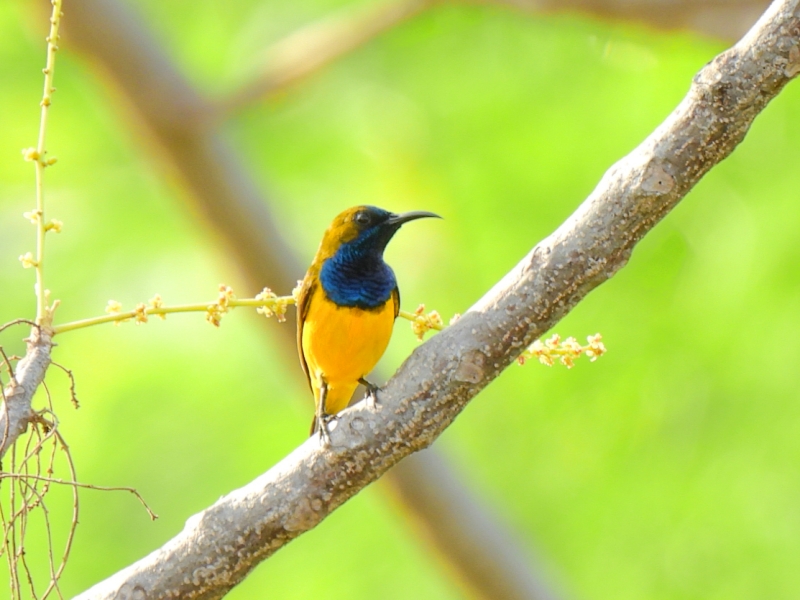 キバラタイヨウチョウ