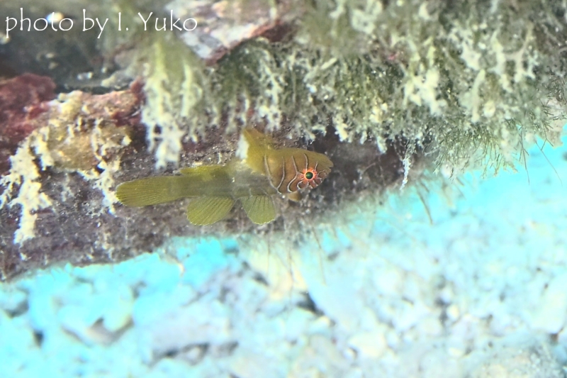 イレズミハゼ属の一種