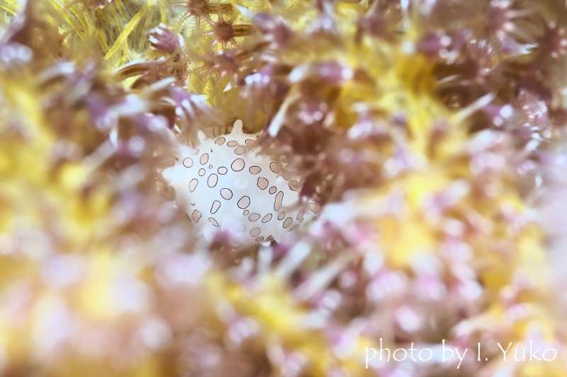 ホソテンロクケボリガイ