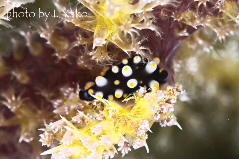 ウミウサギガイの幼体