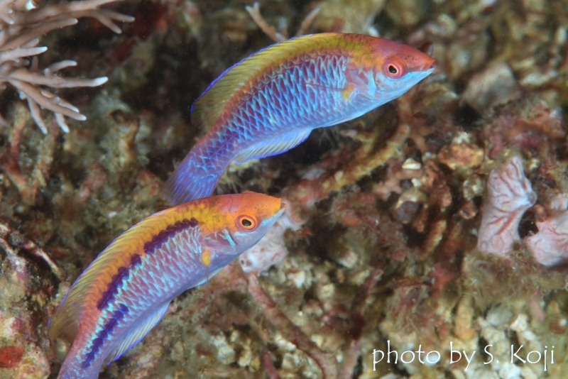 ラボックスラス