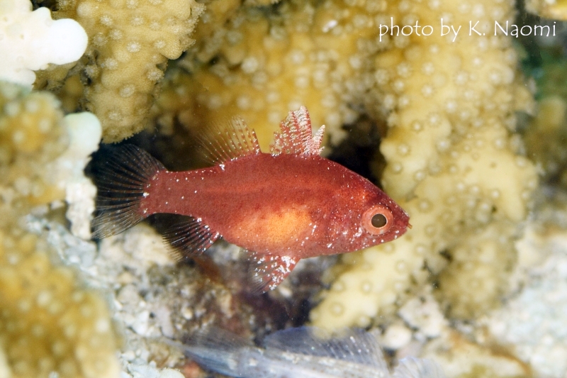 ランドンズカーディナルフィッシュのメス