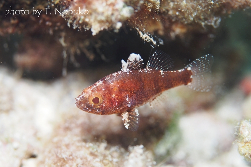 ランドンズカーディナルフィッシュ