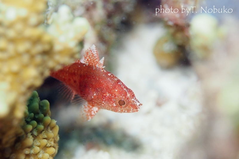 ランドンズカーディナルフィッシュ