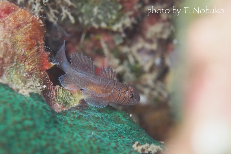 クロスロードゴビー（泳いでるところ）