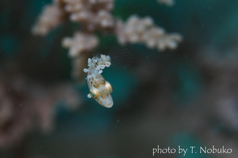 リトルファイルフィッシュ