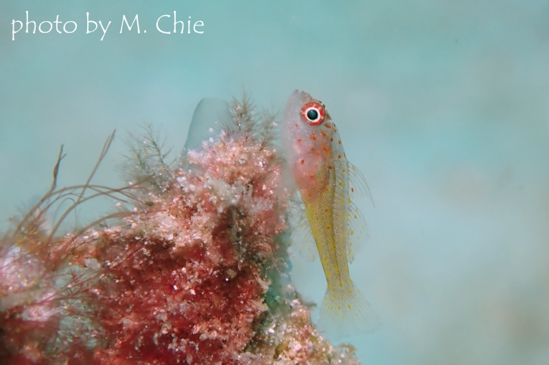 シリウスベニハゼ