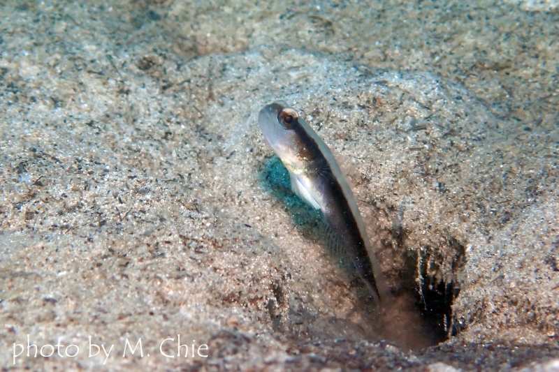 クロオビハゼ？