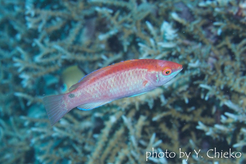 ラボックスラス