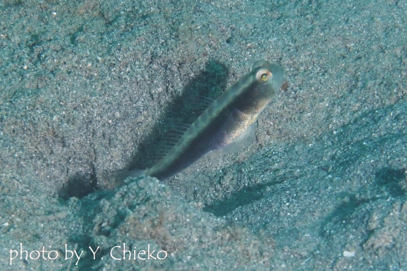 ハゴロモハゼ属の一種