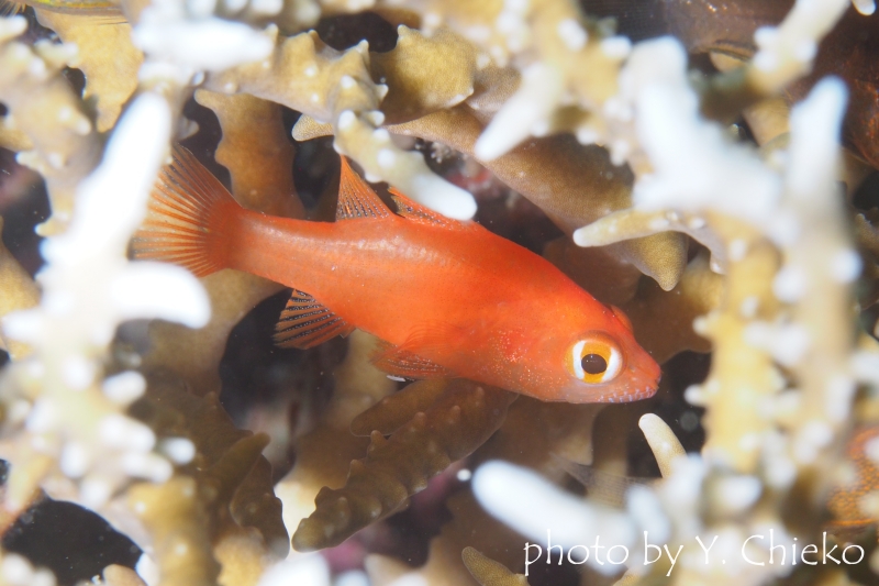 ファイアーカーディナルフィッシュ