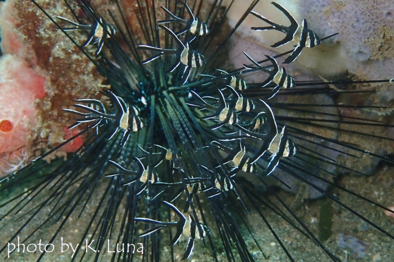 バンガイカーディナルフィッシュ幼魚