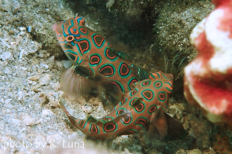 ピクチャードラゴネット成魚