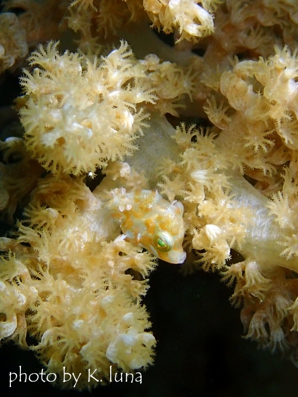 リトルファイルフィッシュBaby