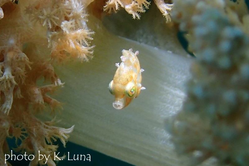 リトルファイルフィッシュBaby