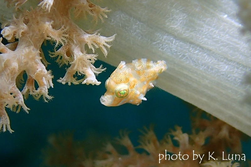 リトルファイルフィッシュ