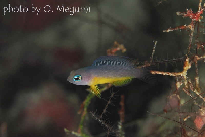 コモドドティバックYg