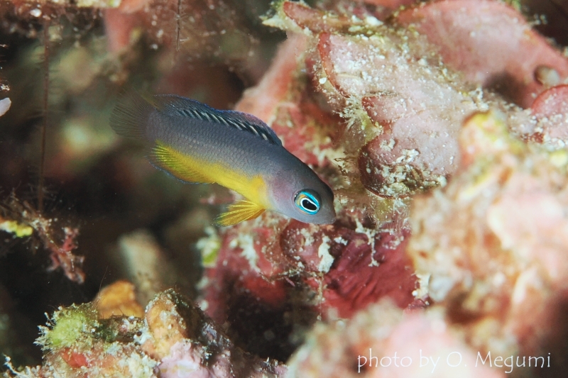 コモドドティバック