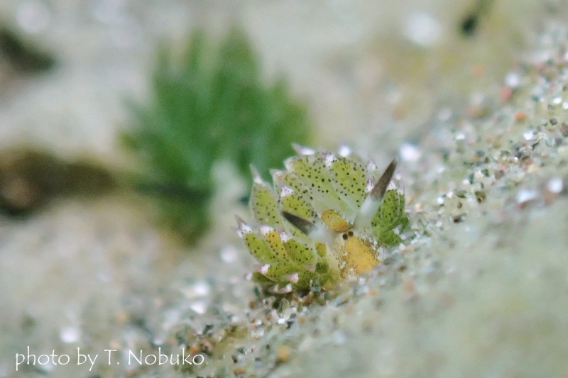 クサイロモウミウシのホホベニモウミウシ抜き