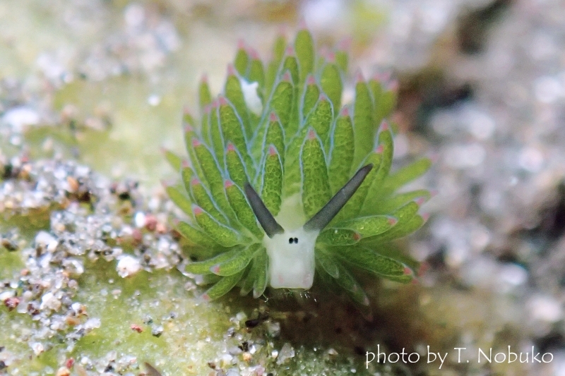 ホホベニモウミウシ