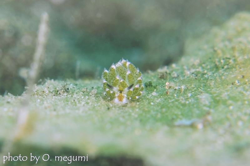 クサイロモウミウシ