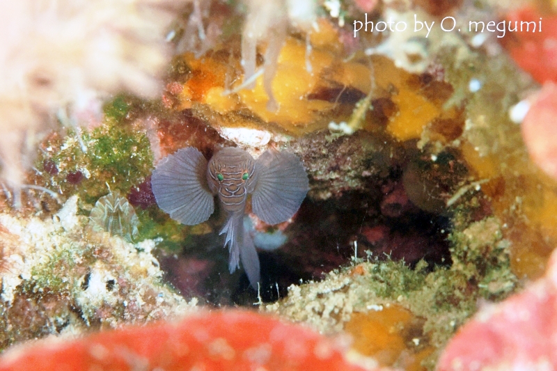 クロスロードゴビー　おでこに縦ラインがある子