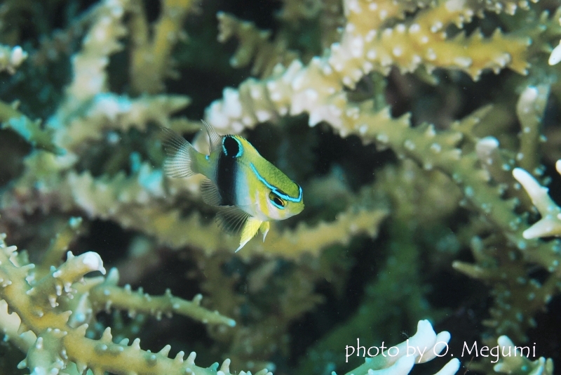 カザリスズメダイの幼魚