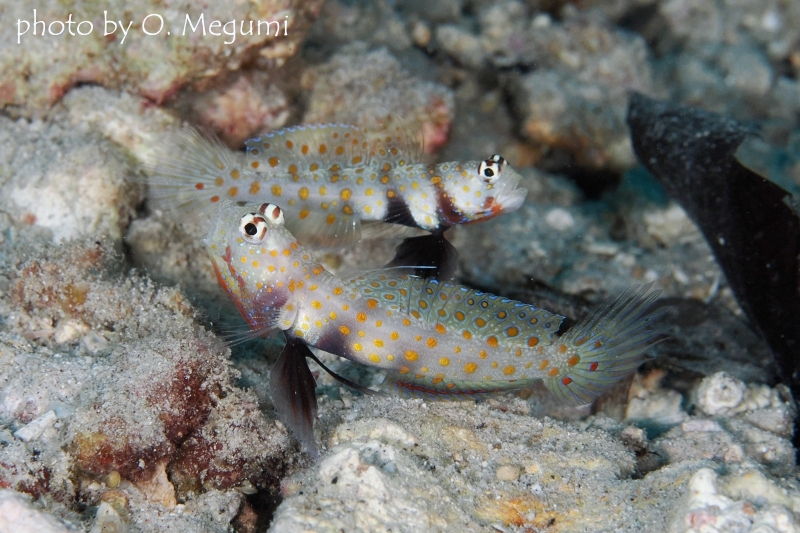 ヤマブキハゼの喧嘩