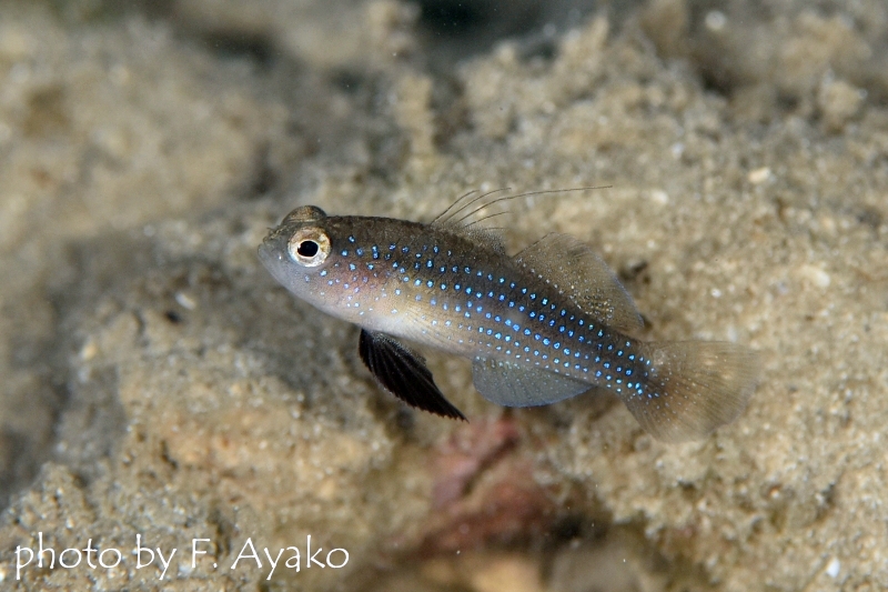 ヤノウキホシハゼ