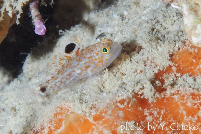 フタホシホシハゼ