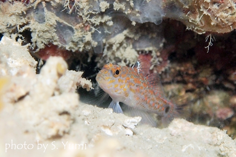 フタホシホシハゼ