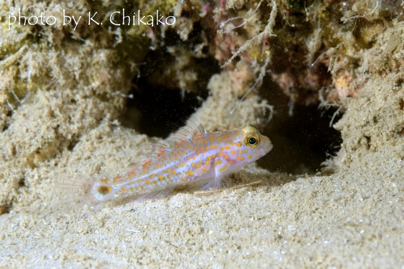 フタホシホシハゼ