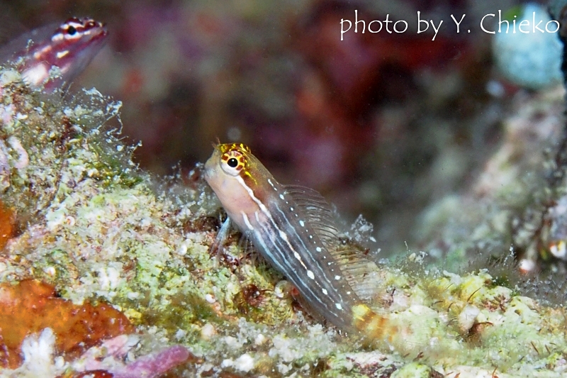 ホワイトラインコームトゥースブレニー