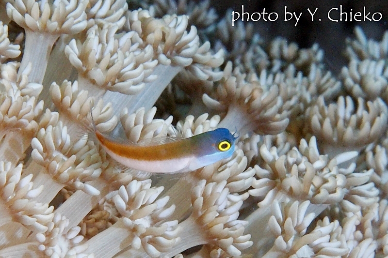 イエローアイコームトゥースブレニー