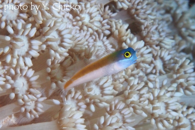 イエローアイコームトゥースブレニー