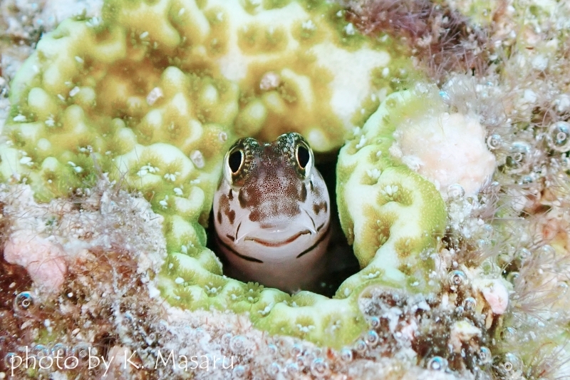 スリーラインブレニー