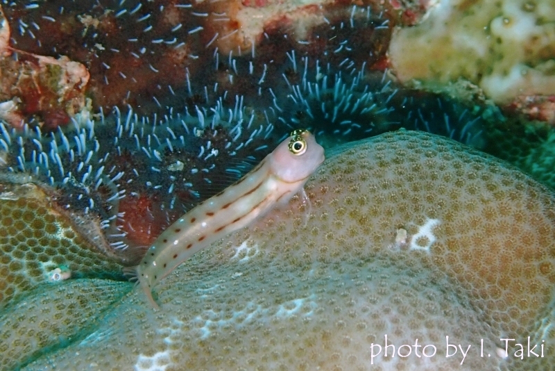 スリーラインブレニー