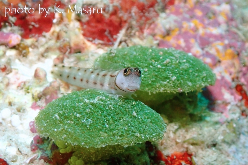 スリーラインブレニー