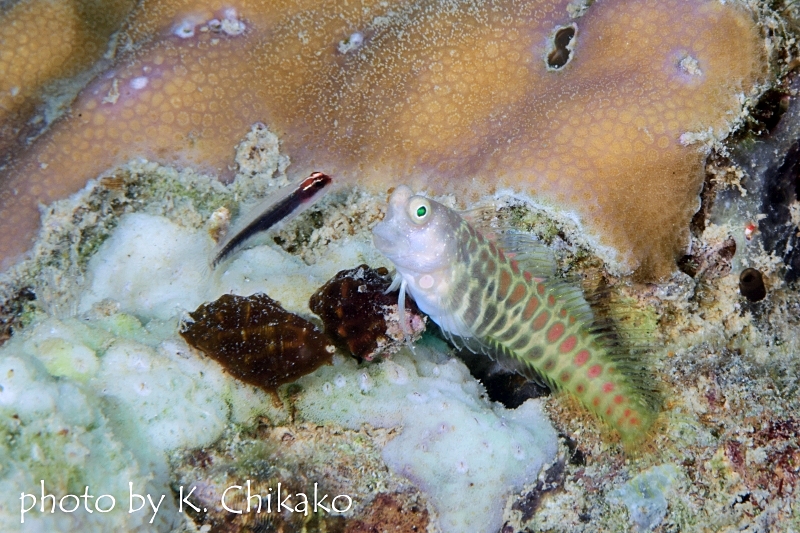 セグメンテッドブレニーとオレンジヘッドピグミーゴビー