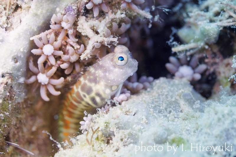 セグメンテッドブレニー